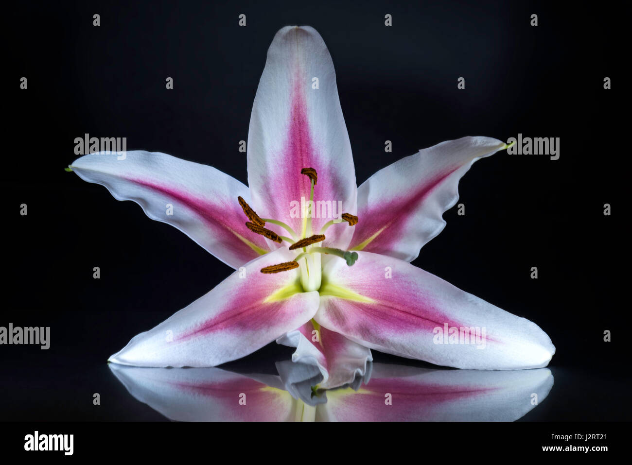 Pink striped Lily Flower emphasizing the beautiful form and structure of the carpel and stamen with petals back lit. Isolated against black background Stock Photo