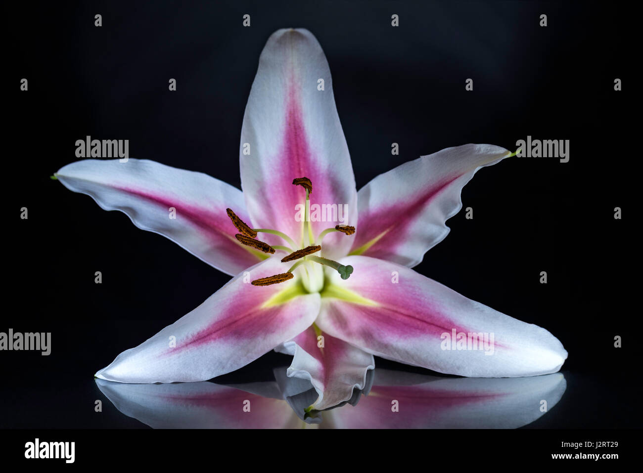 Pink striped Lily Flower emphasizing the beautiful form and structure of the carpel and stamen with petals back lit. Isolated against black background Stock Photo