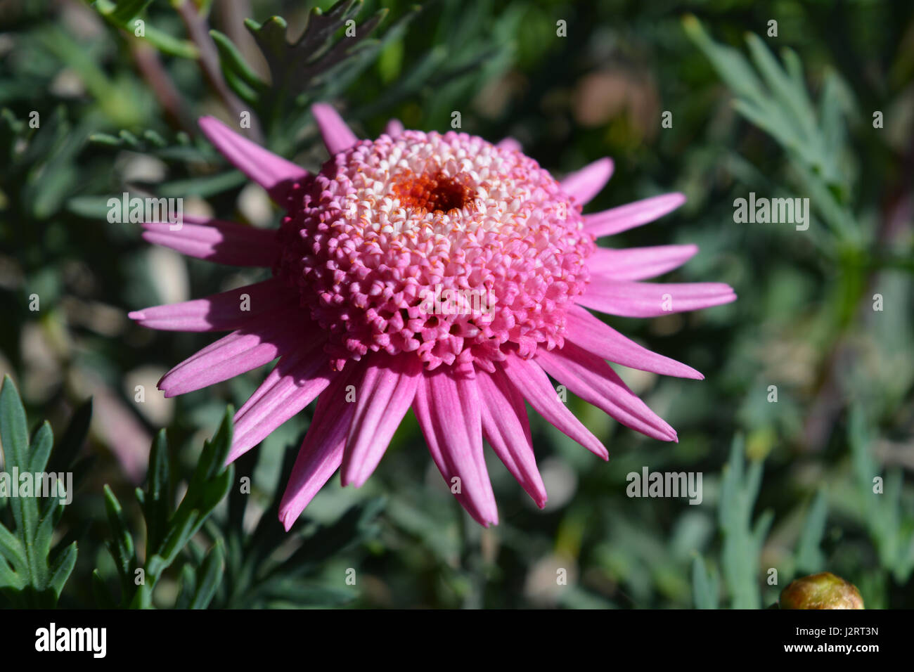 Pink Marguerite daisy, close up Stock Photo Alamy