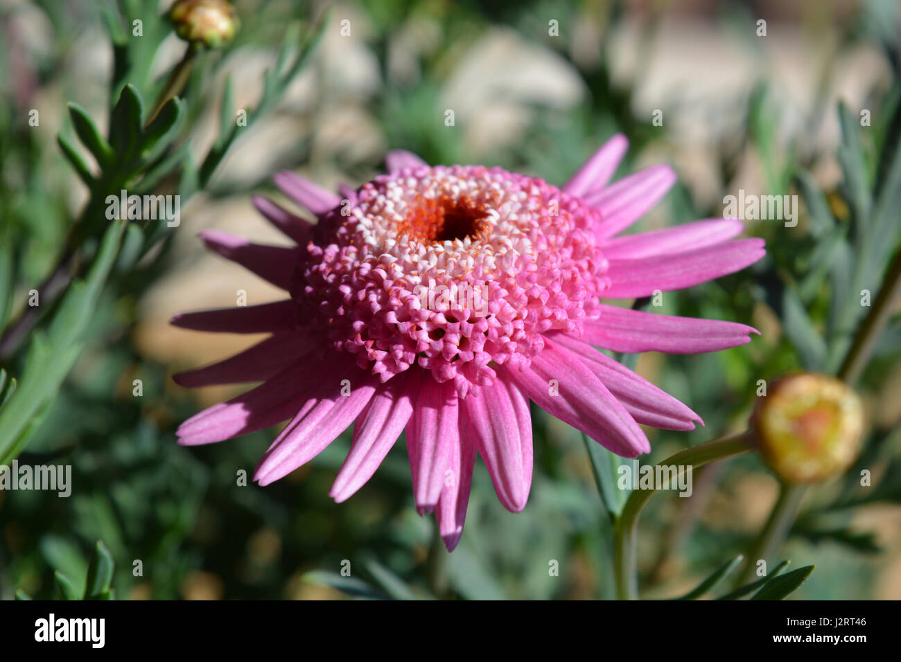 Pink Marguerite daisy, close up Stock Photo Alamy