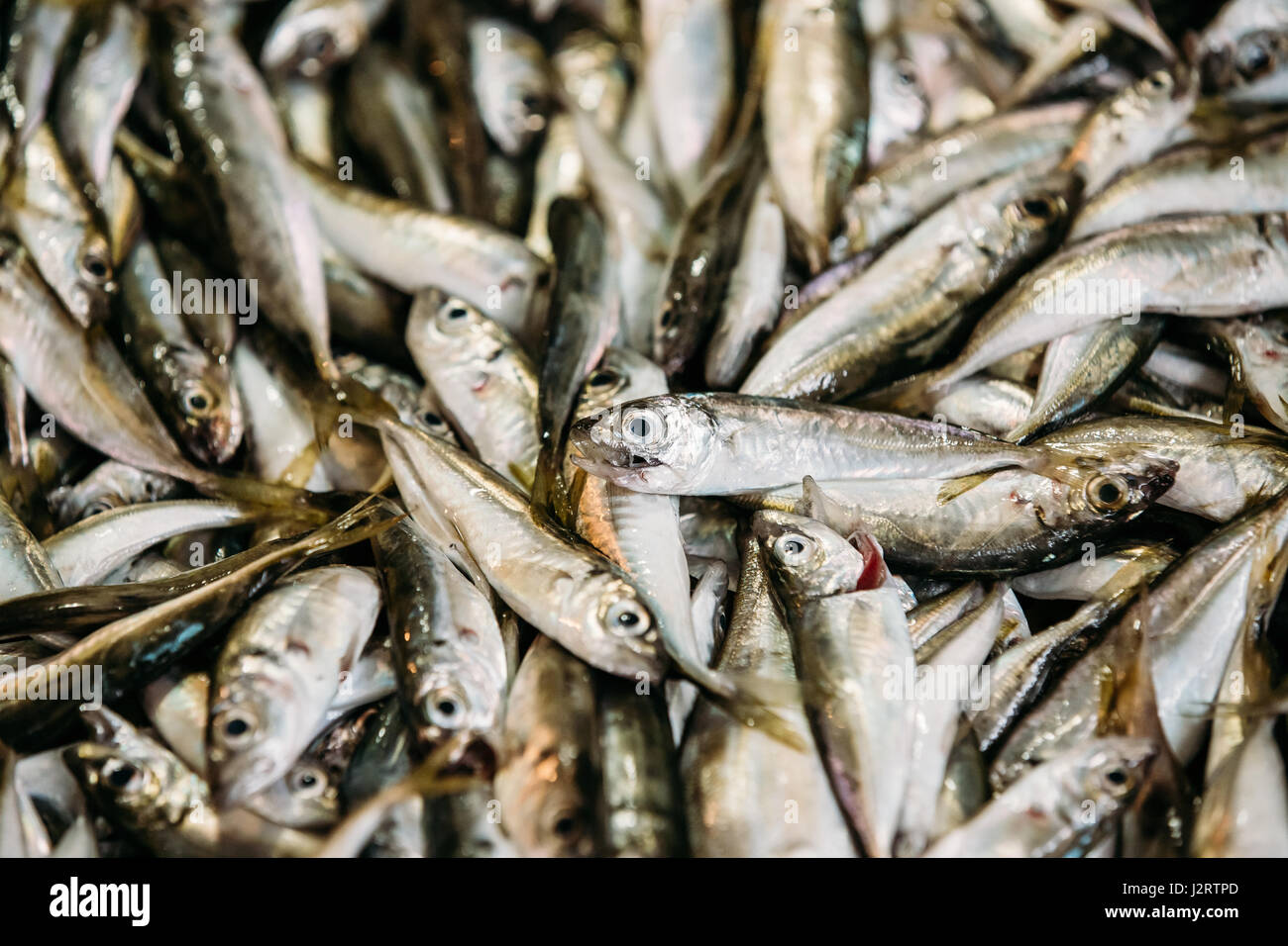 Fresh European Anchovy Fish On Display On Ice On Fishermen Market Store Shop. Seafood Fish Background. European Anchovy Is A Forage Fish Somewhat Rela Stock Photo
