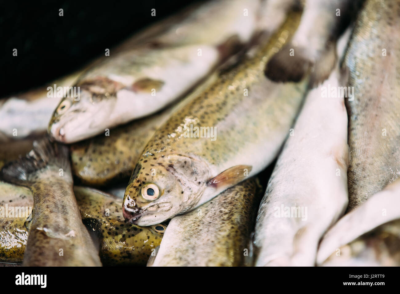 Fresh Black Sea Salmon Fish On Display On Ice On Market Store Shop. Seafood Fish Background. Black Sea Salmon Is A Fairly Small Species Of Salmon. It  Stock Photo