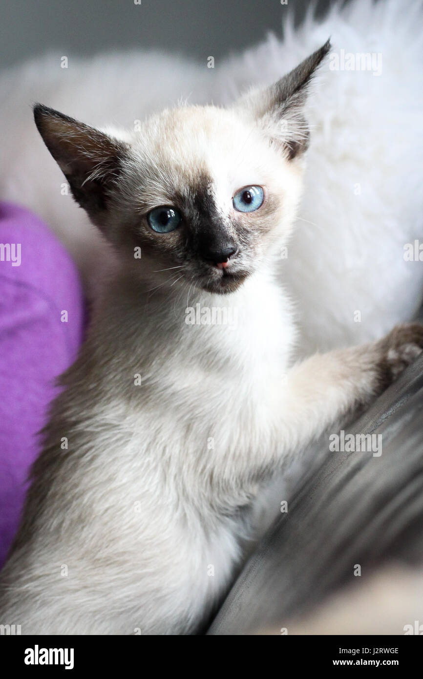 Siamese kitten Adorable 10 week old Siamese kitten shows off her