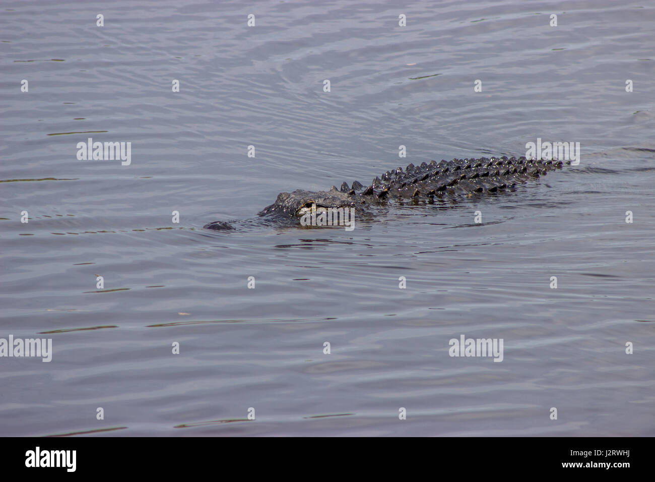 hiding in plain sight Stock Photo Alamy