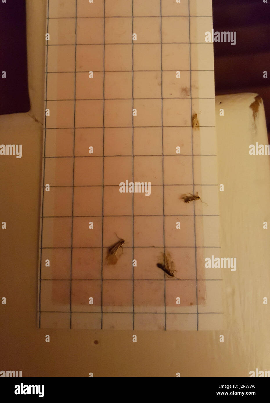 Embargoed to 0001 Monday May 1 Clothes moths caught in a moth pheromone trap at a house in