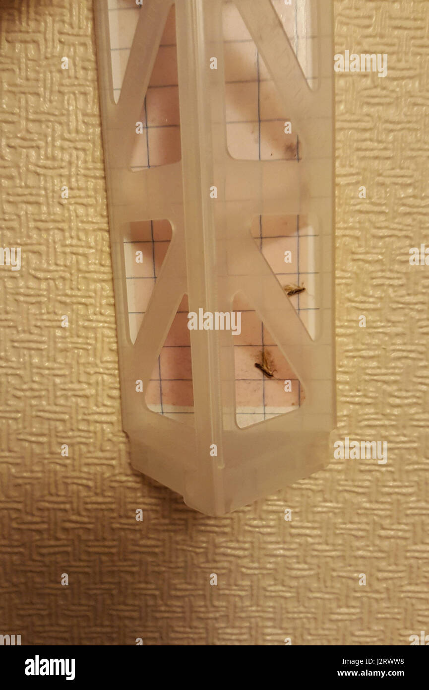Clothes moths caught in a moth pheromone trap at a house in Morden, south west London. Moths are