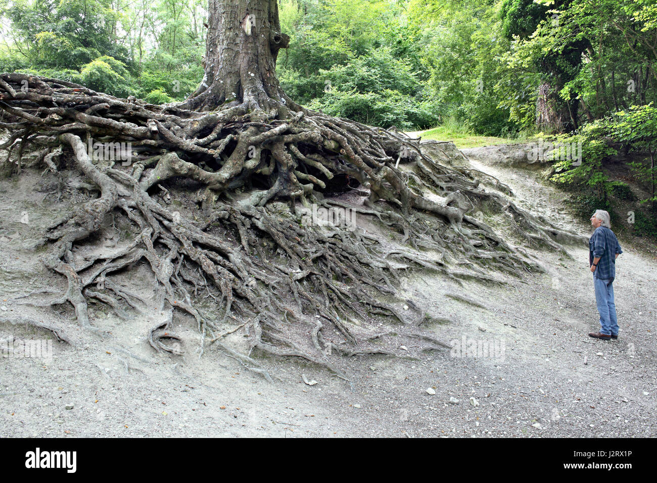 Tree roots exposed by erosion on a hillside in the South Downs National Park, near Steyning, West Sussex Stock Photo