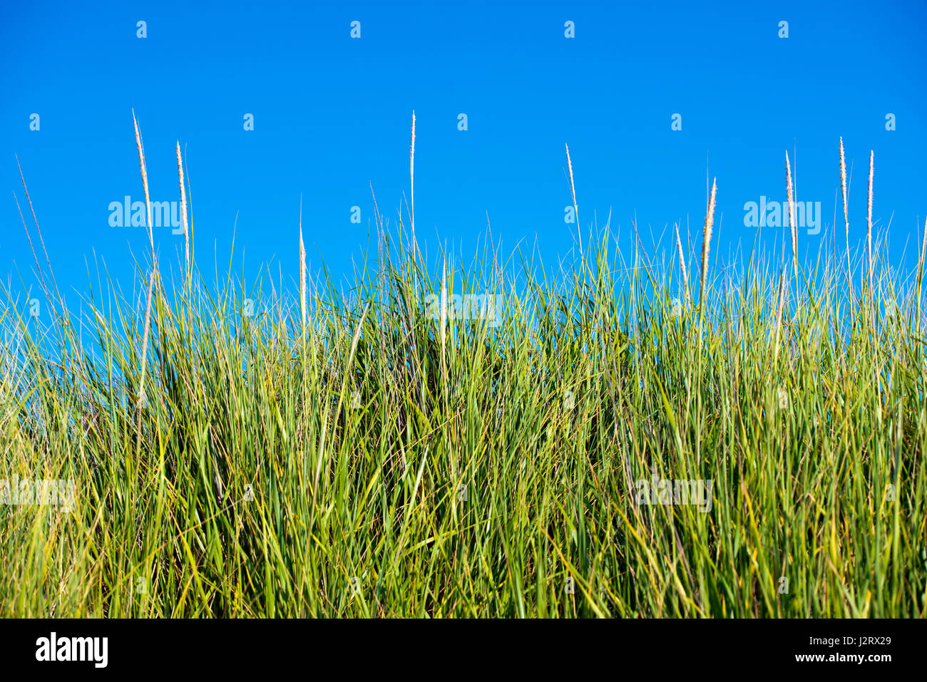 Thick high bright green grass with elastic stems standing up rapidly ...