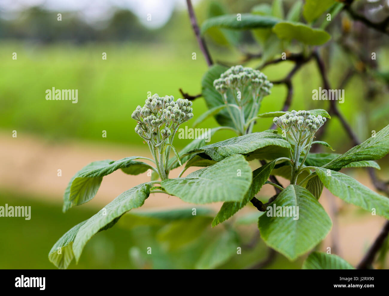 Sorbus aria 'Lutescens', Golden Whitebeam, in bud blurred background Stock Photo