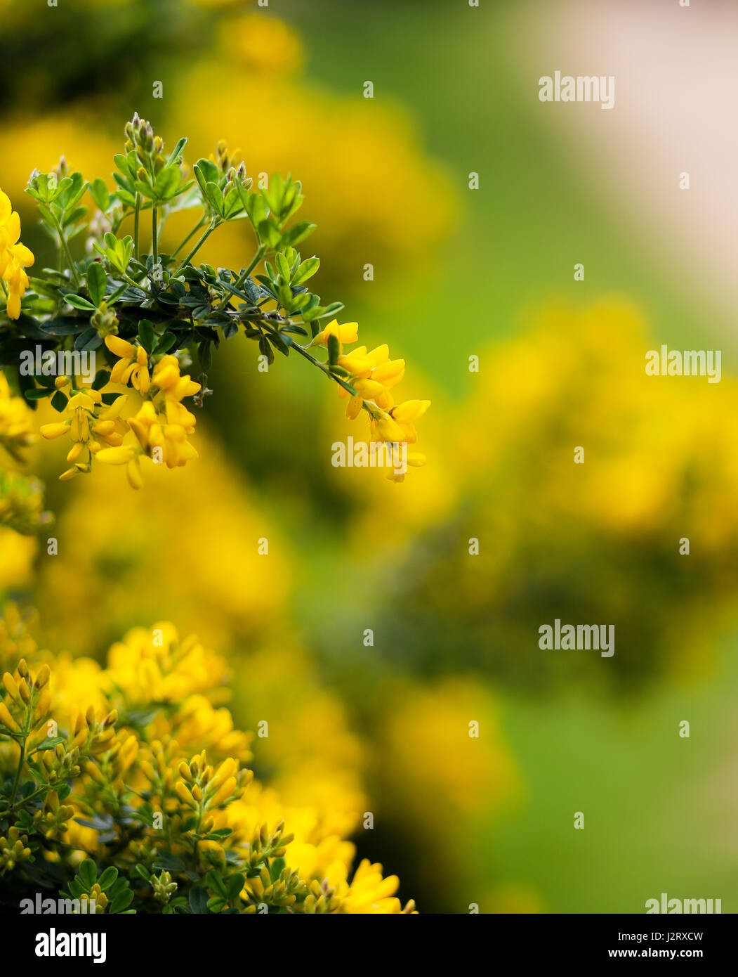 Yellow flowers of the common gorse bush with a blurry background growing in park Stock Photo