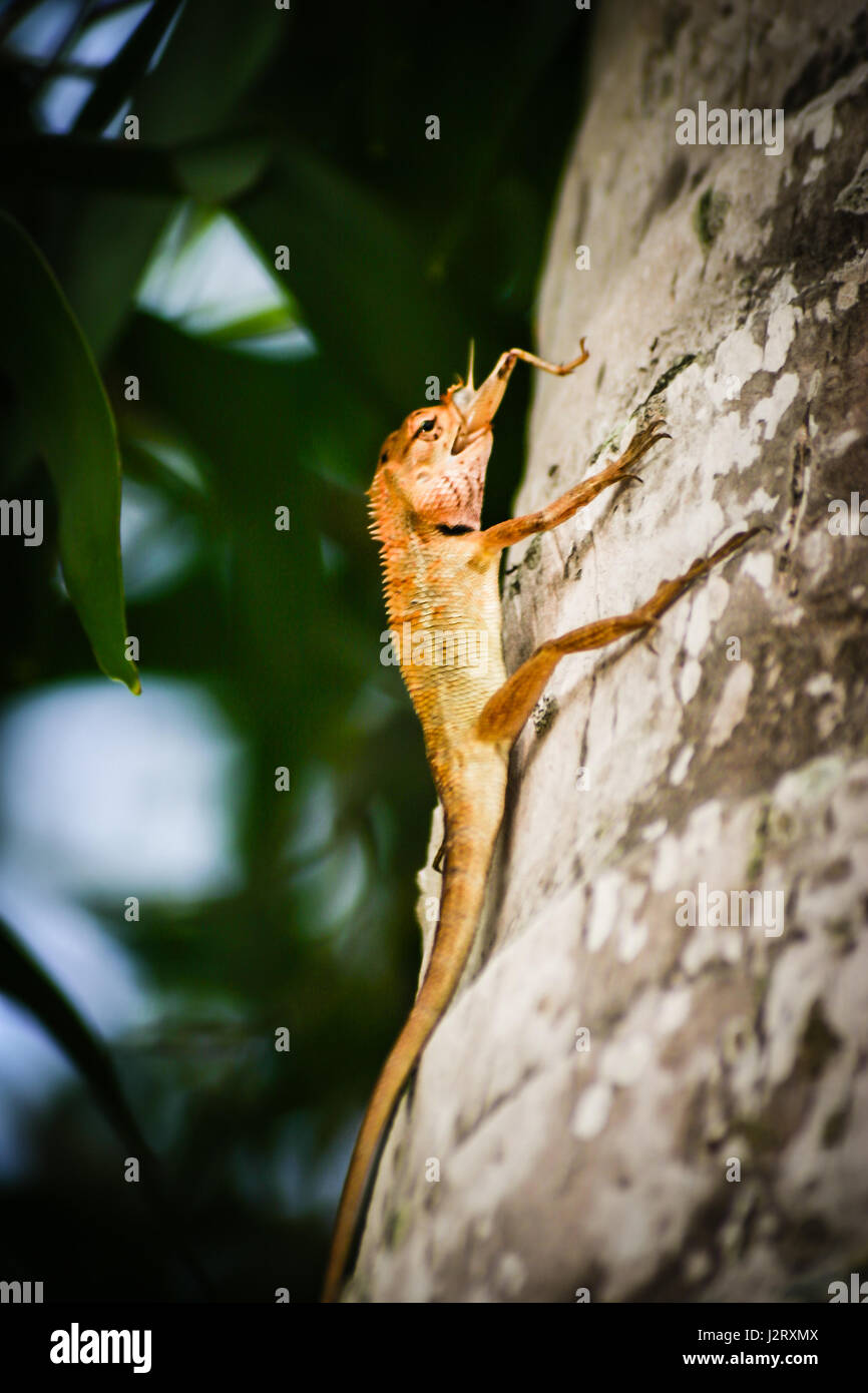Closeup of a lizards kind of reptiles. Sitting on a palm. Eating a
