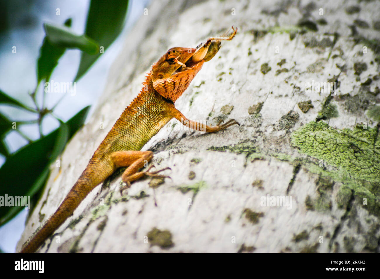 Closeup of a lizards kind of reptiles. Sitting on a palm. Eating a