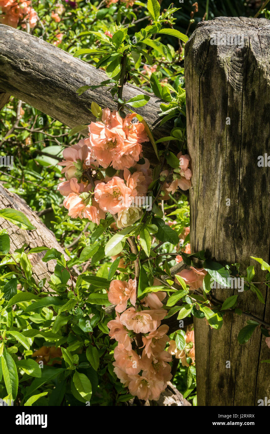 Close up of Quince Flowers in Shakespeare Garden, NYC, USA Stock Photo Alamy