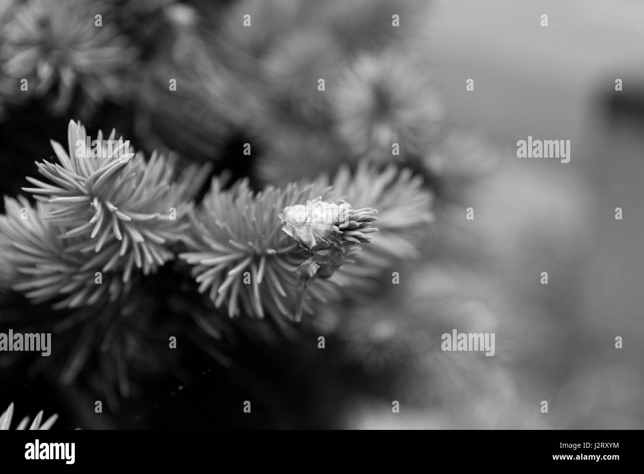 Black and white photo tree, plants and flowers Stock Photo