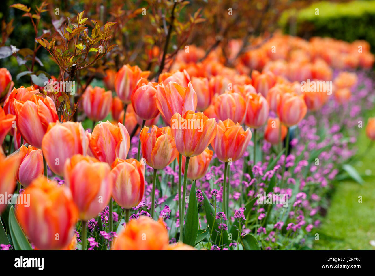 Pashley Manor tulip festival in April 2017 Stock Photo Alamy