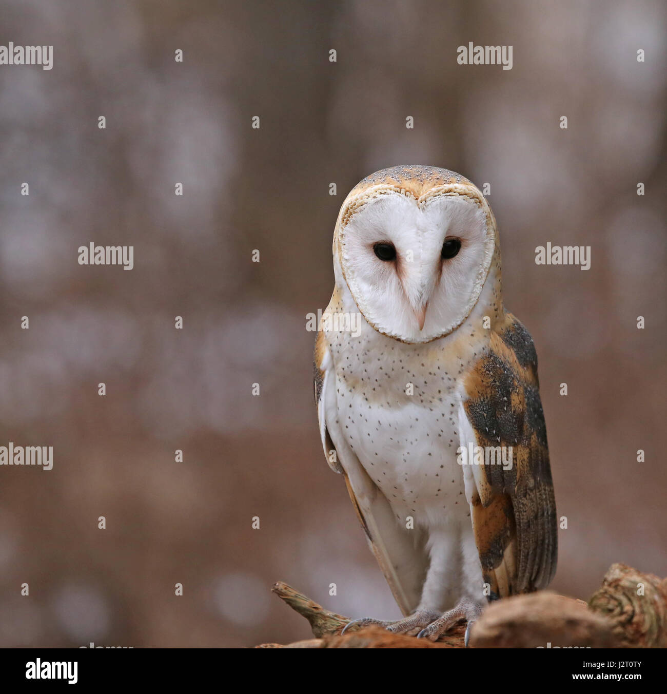 A close-up of a Barn Owl (Tyto alba). Stock Photo