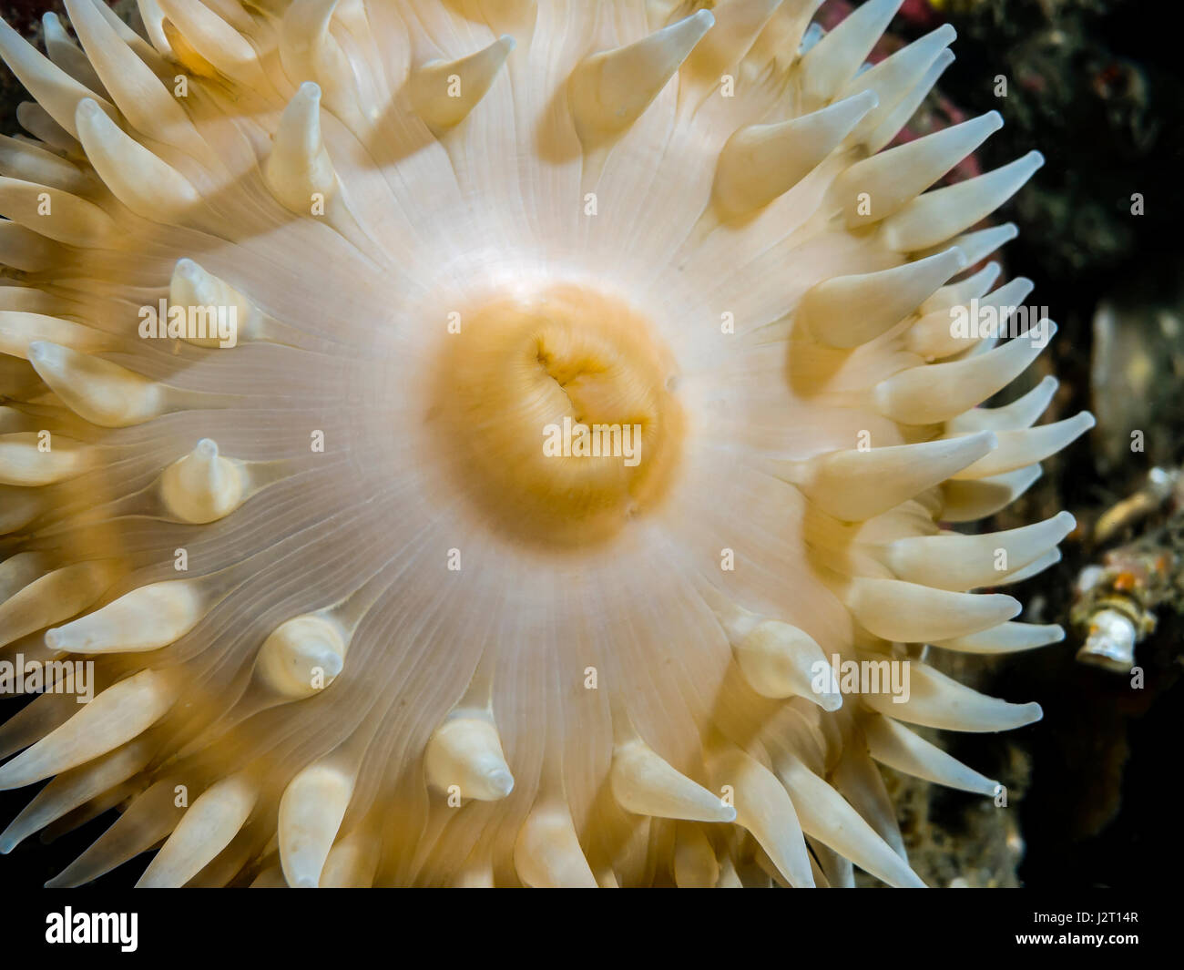 A wild Sea Anemone photographed while scuba diving in the cold Pacific waters of British Columbia. Stock Photo