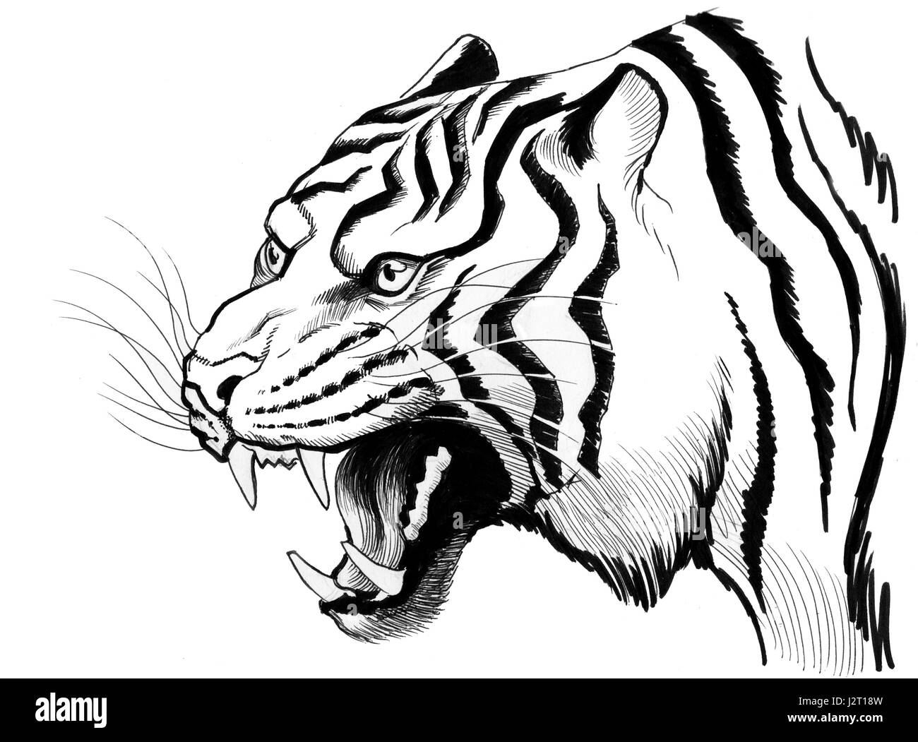 Angry tiger Stock Photo - Alamy
