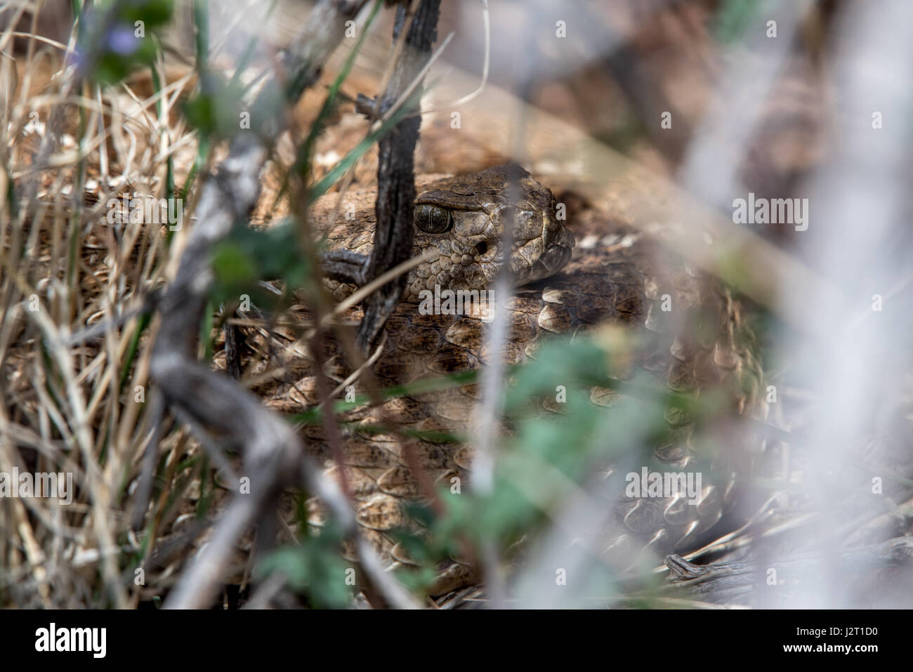 Western Diamond-backed Rattlesnake, (Crotalus atrox), laying out at a ...