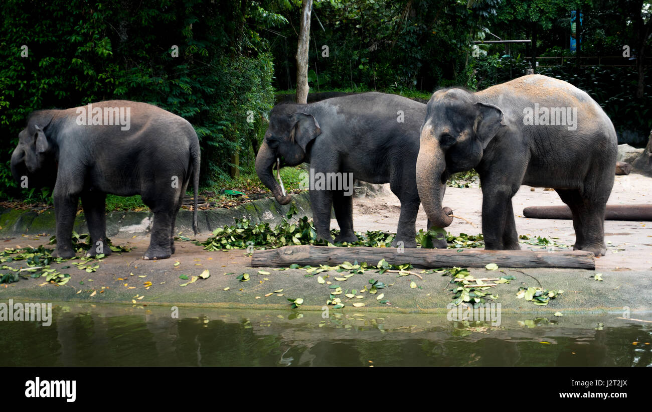 Elephants Herd.Elephas maximus Stock Photo