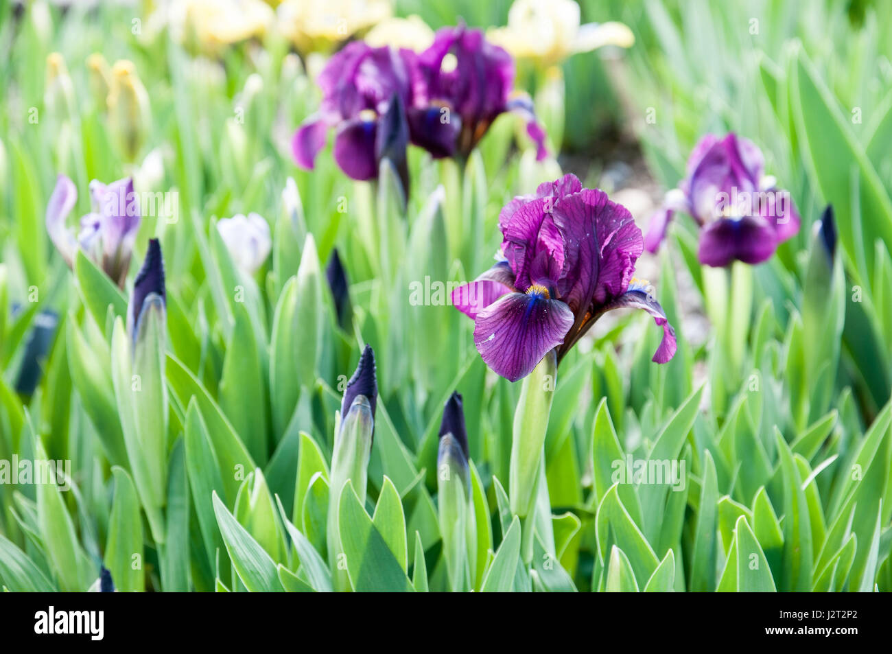 Iris is a genus of monocotyledonous plants of the Iridaceae family. The Latin name of the genus comes from the Greek goddess Stock Photo