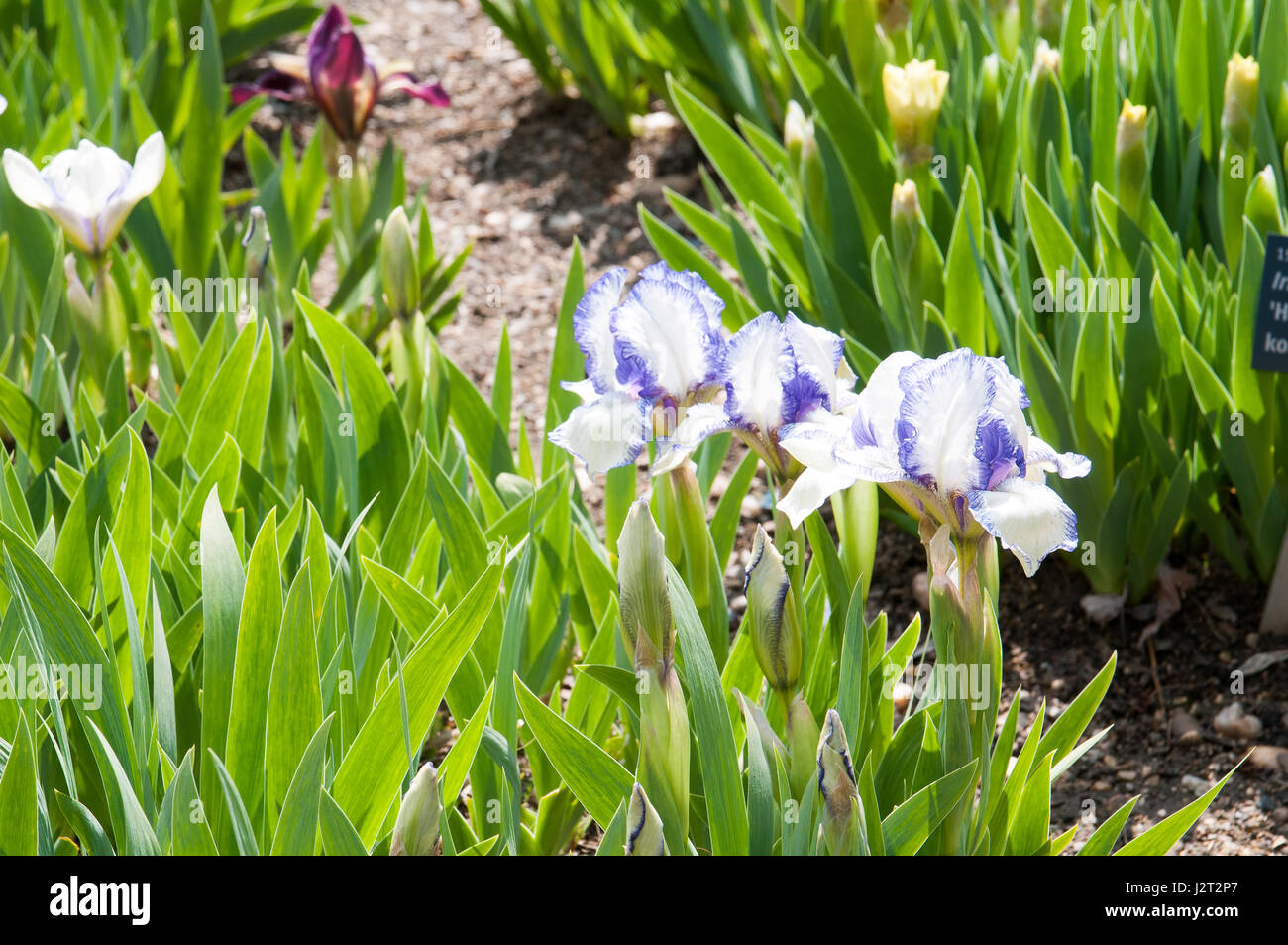 Iris is a genus of monocotyledonous plants of the Iridaceae family. The Latin name of the genus comes from the Greek goddess Stock Photo