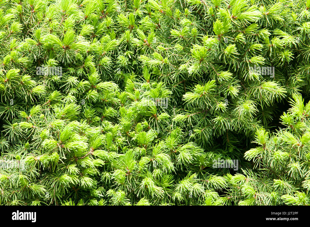 Picea glauca is a species of spruce originally from North America, specifically Central Alaska, Newfoundland, Montana, Northern Michigan, Maine Stock Photo