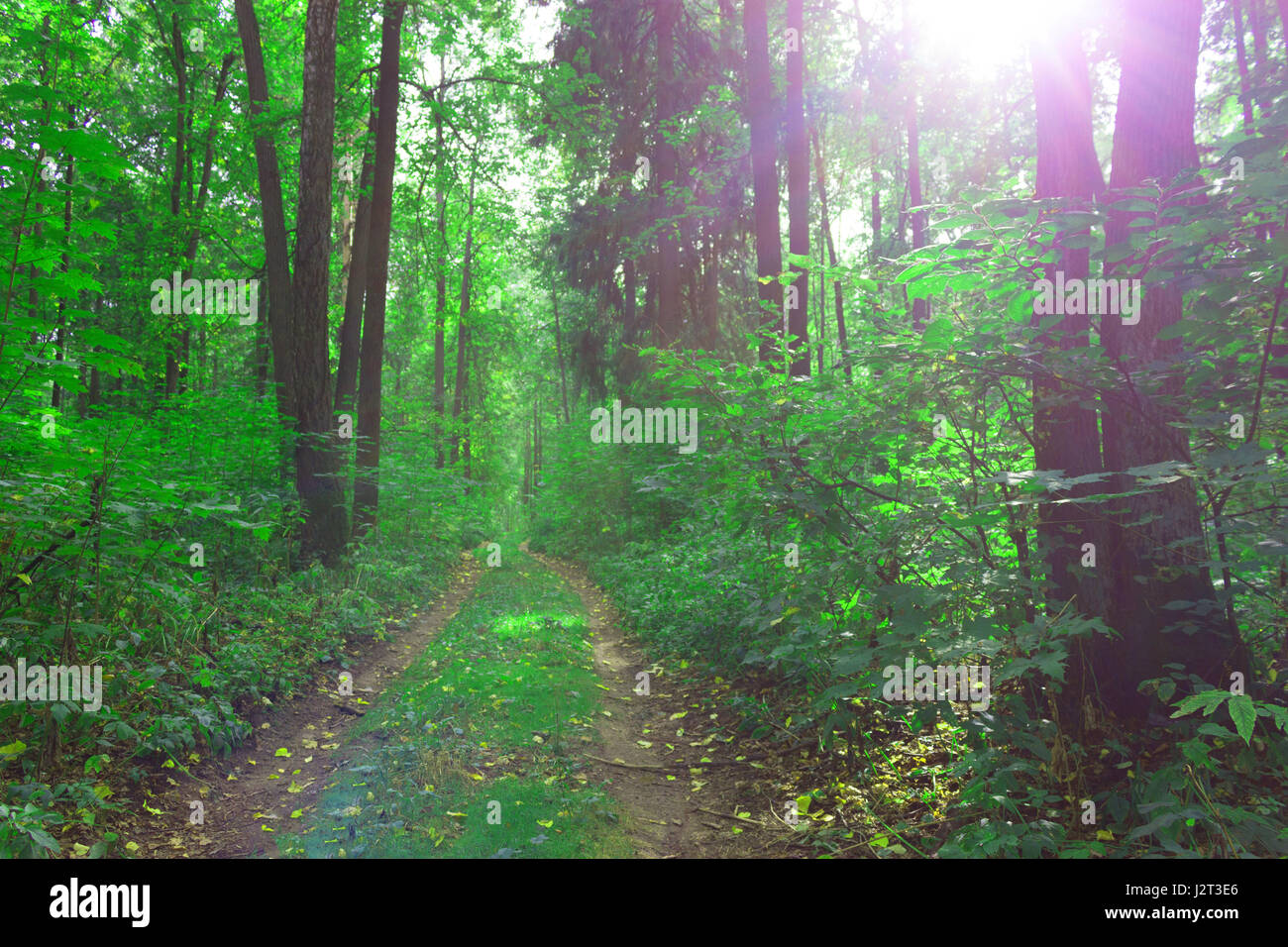 trail between trees in green forest. sunny Stock Photo - Alamy