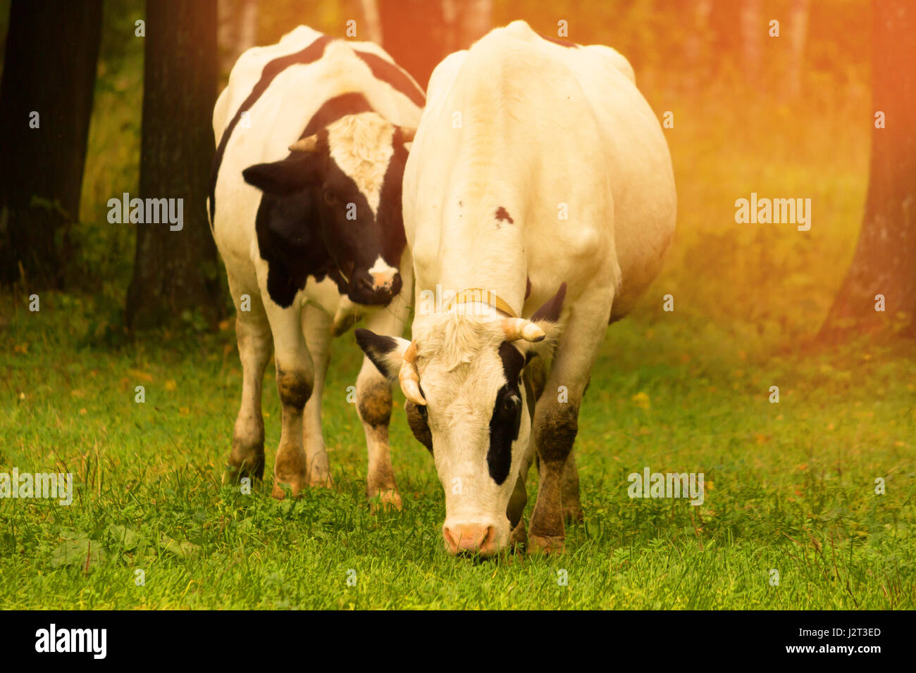 Herd of cows at summer green field Stock Photo - Alamy