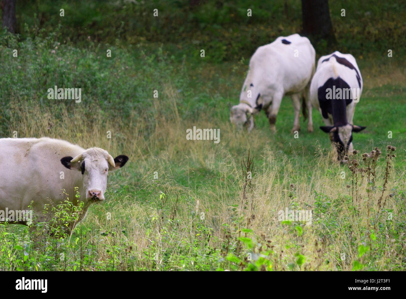 Herd of cows at summer green field Stock Photo - Alamy