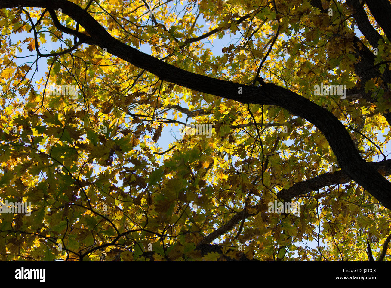 yellow autumn leaves on a branch. blue sky Stock Photo - Alamy