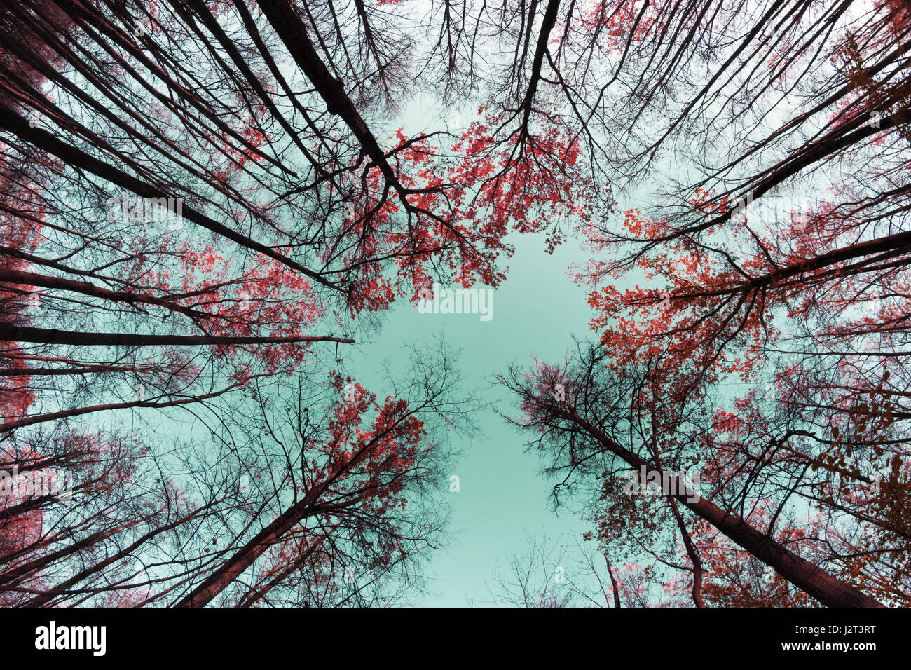 Autumn tree tops. golden leaves and blue sky Stock Photo - Alamy