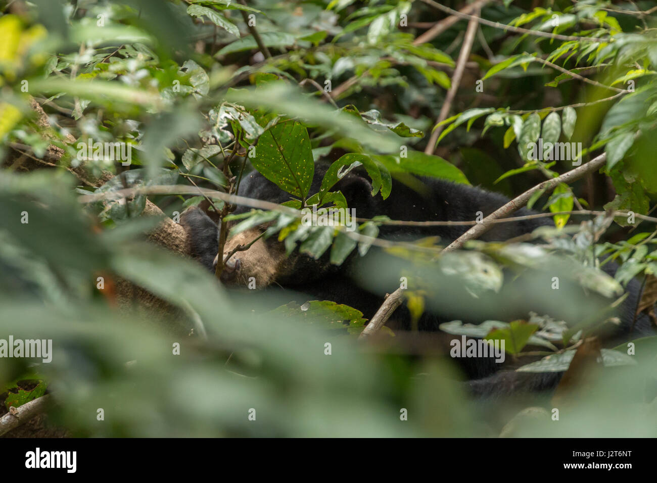 Sun bears (Helarctos malayanus) in a sanctuary in Borneo, Malaysia Stock Photo