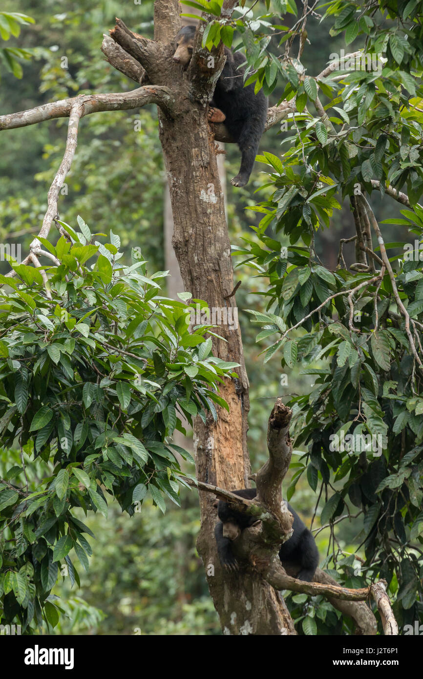 Sun bears (Helarctos malayanus) in a sanctuary in Borneo, Malaysia Stock Photo