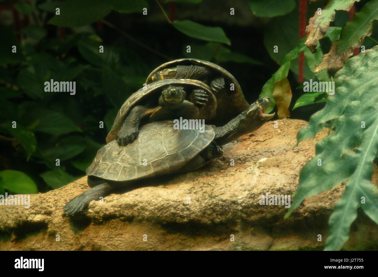 turtles in zoo Stock Photo Alamy