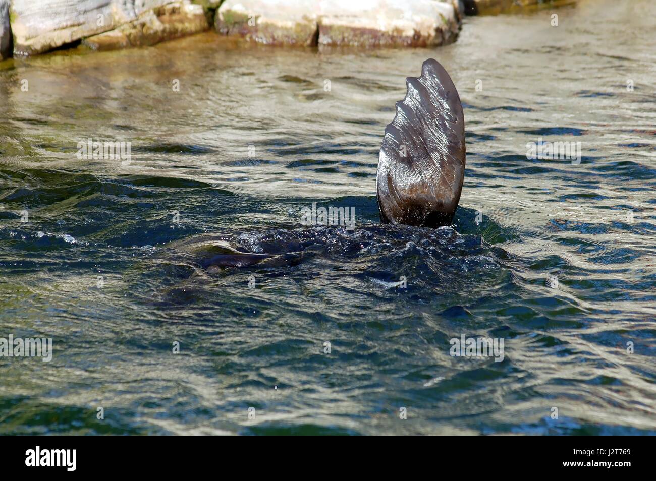 Waving sea animal in zoo Stock Photo Alamy