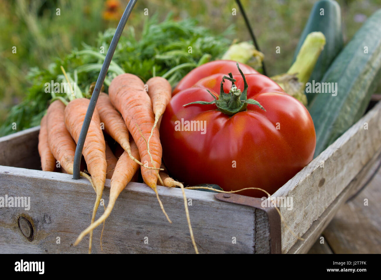 Basket of fresh vegetables Stock Photo