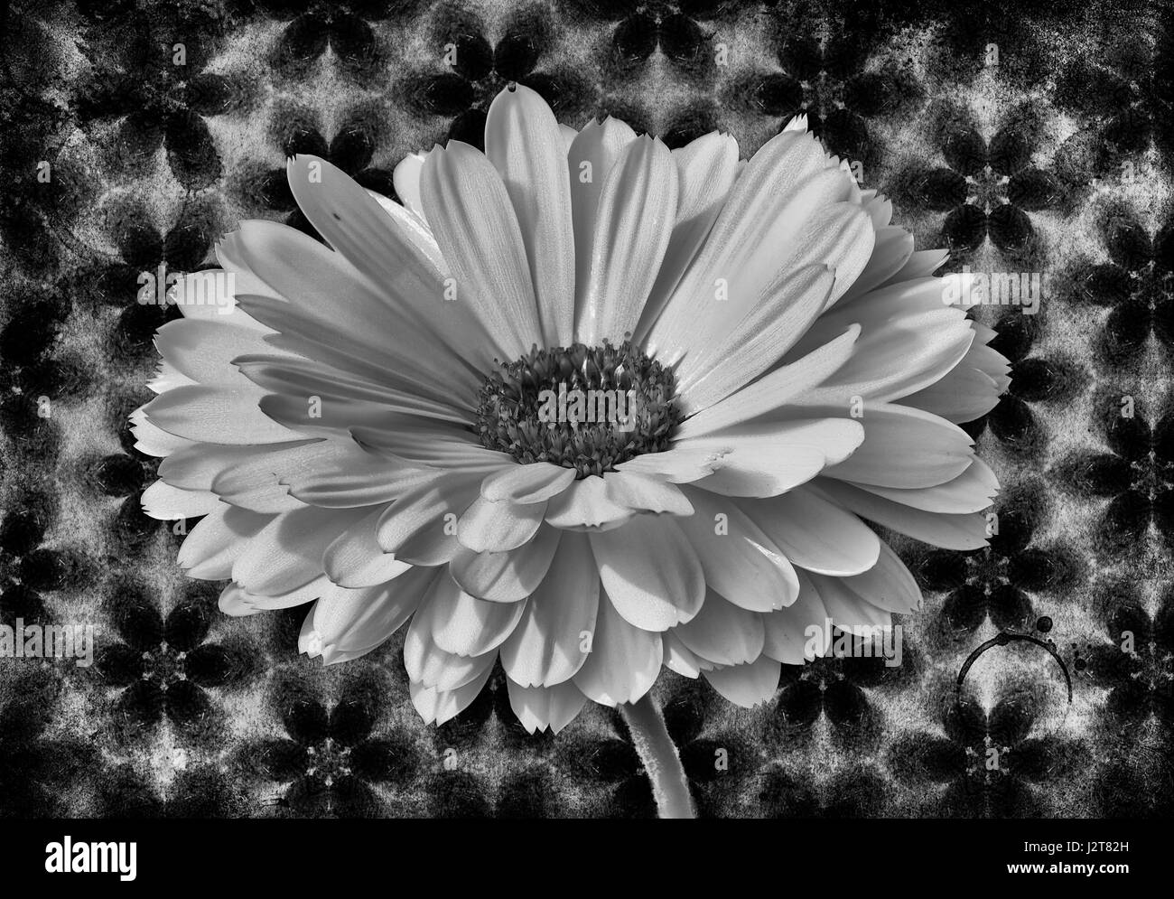 Calendula flower in a artistic look Stock Photo