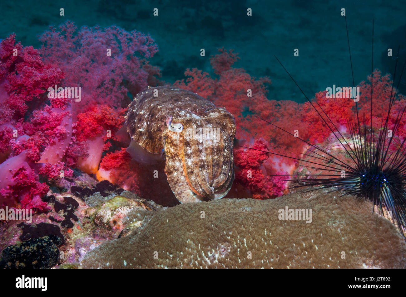 Broadbill cuttlefish [Sepia latimanus].  Cebu, Malapascua Island, Philippines. Stock Photo