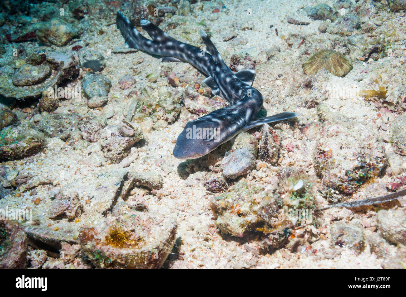 Catshark [Atelomycterus marmoratus].  Cebu, Malapascua Island, Philippines. Stock Photo