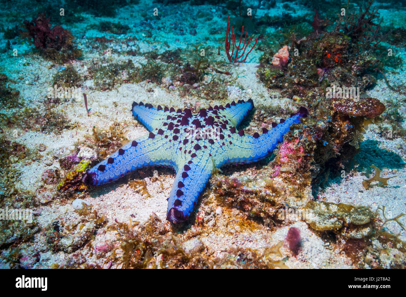 Honeycomb or Cushion starfish [Pentaceraster alveolatus].  Oreasteridae.  Cebu, Malapascua Island, Philippines. Stock Photo