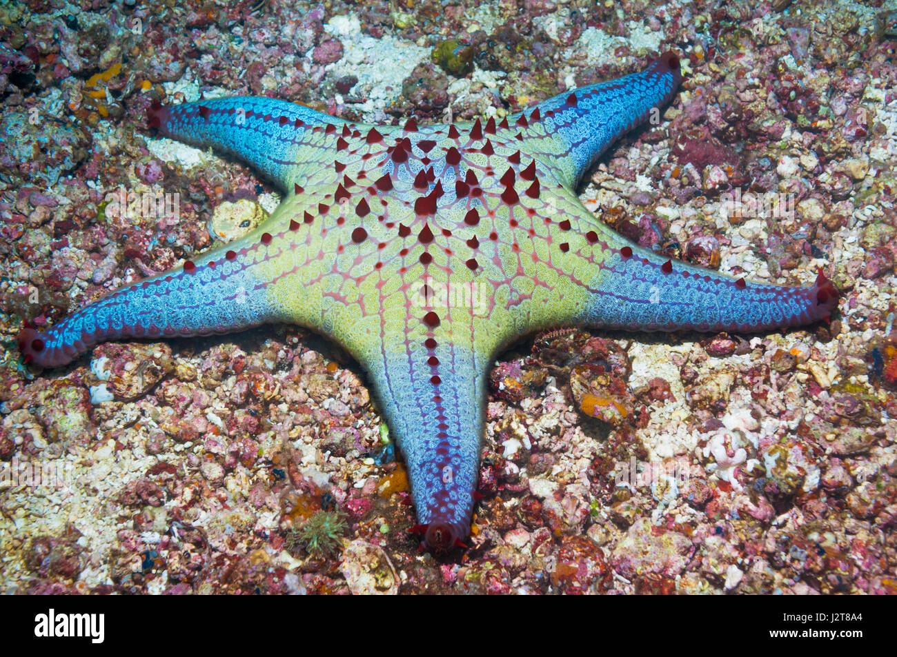 Honeycomb or Cushion starfish [Pentaceraster alveolatus].  Oreasteridae.  Cebu, Malapascua Island, Philippines. Stock Photo
