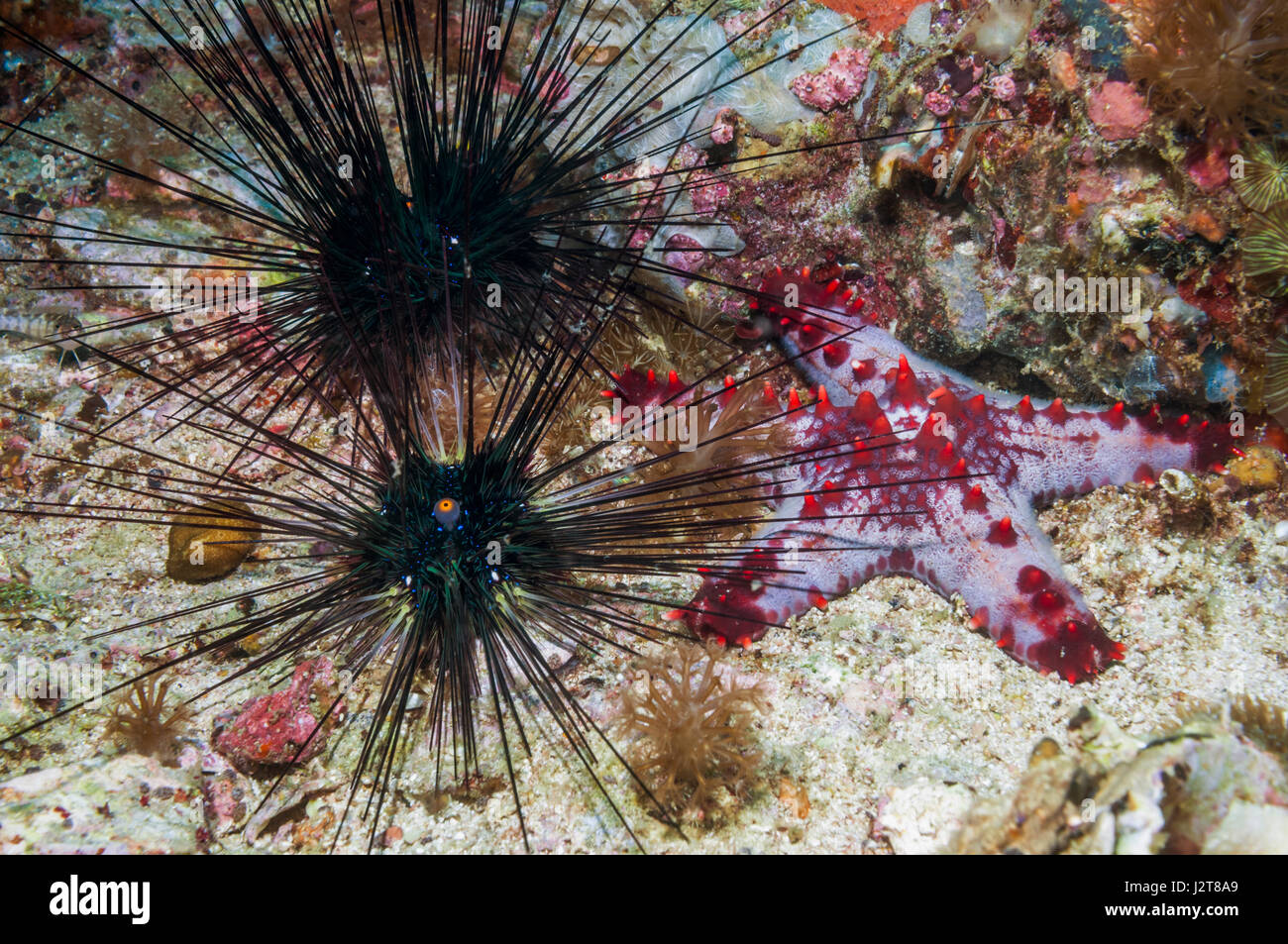 Honeycomb or Cushion starfish [Pentaceraster alveolatus] and Diadem urchins [Echinothrix diadema].  Malapascua Island, Philippines. Stock Photo