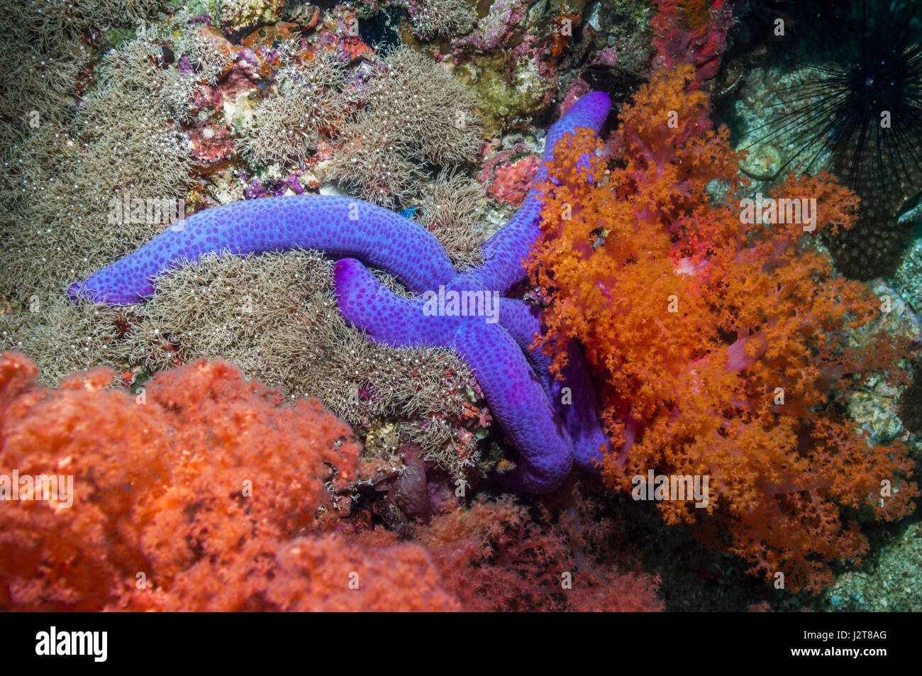 Blue starfish [Linckia laevigata].  Cebu, Malapascua Island, Philippines. Stock Photo