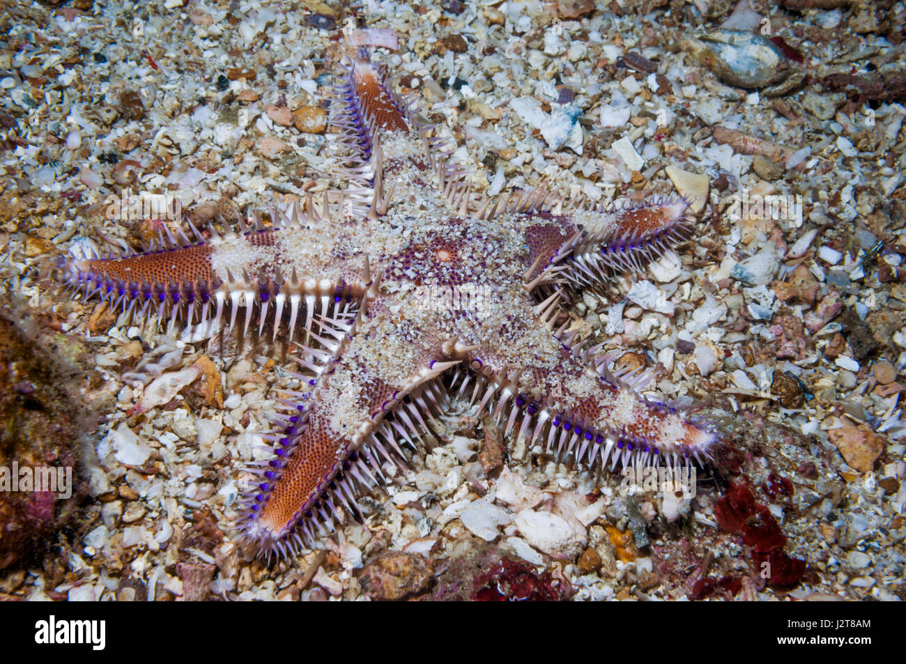 Spiny starfish [Astropecten sp.].  Cebu, Malapascua Island, Philippines. Stock Photo