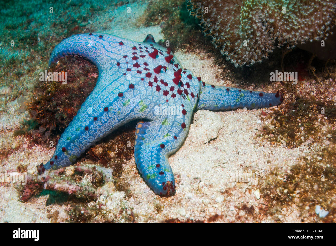 Honeycomb or Cushion starfish [Pentaceraster alveolatus].  Oreasteridae.  Malapascua Island, Philippines. Stock Photo