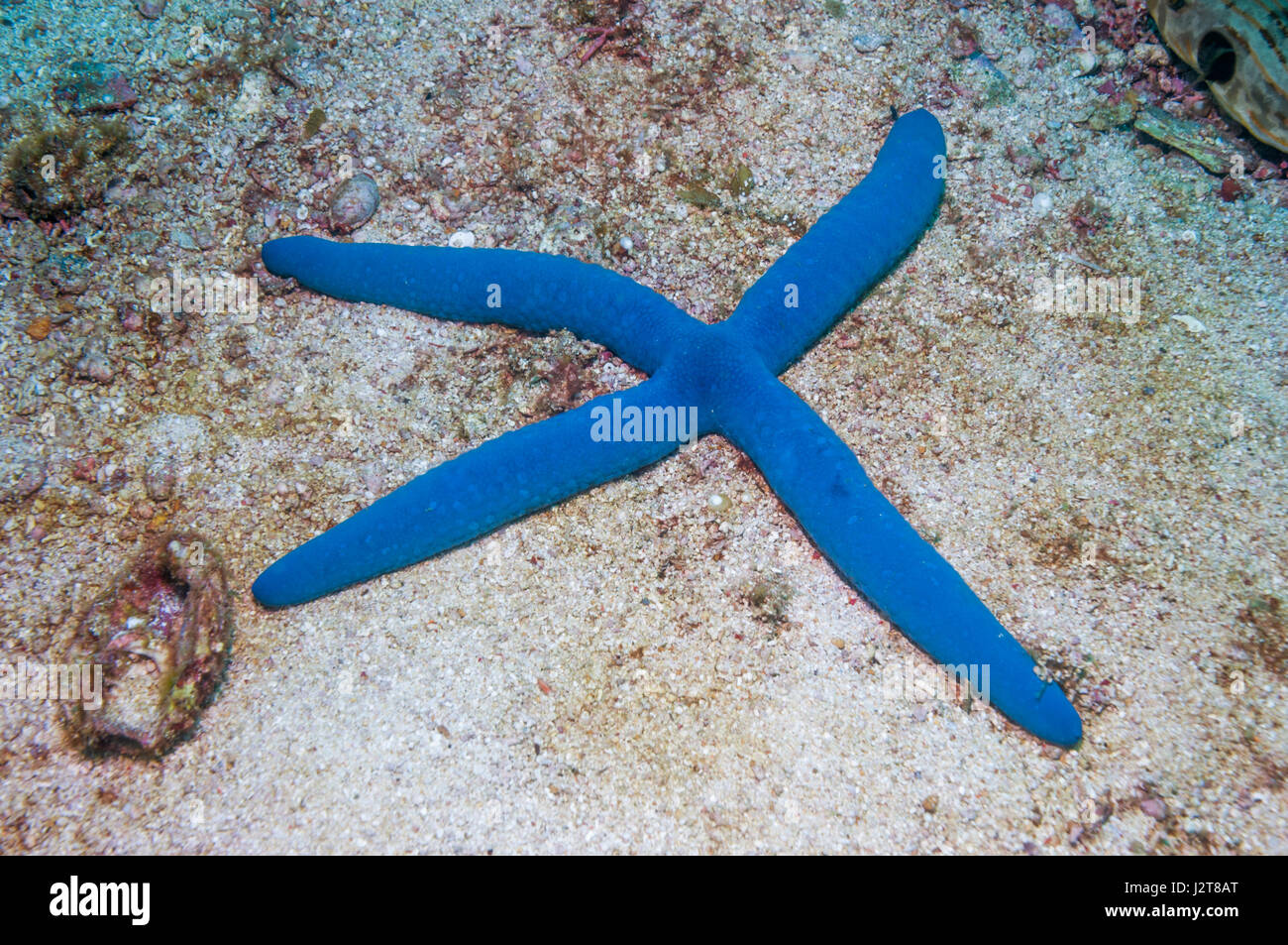 Blue starfish [Linckia laevigata]. Cebu, Malapascua Island, Philippines ...
