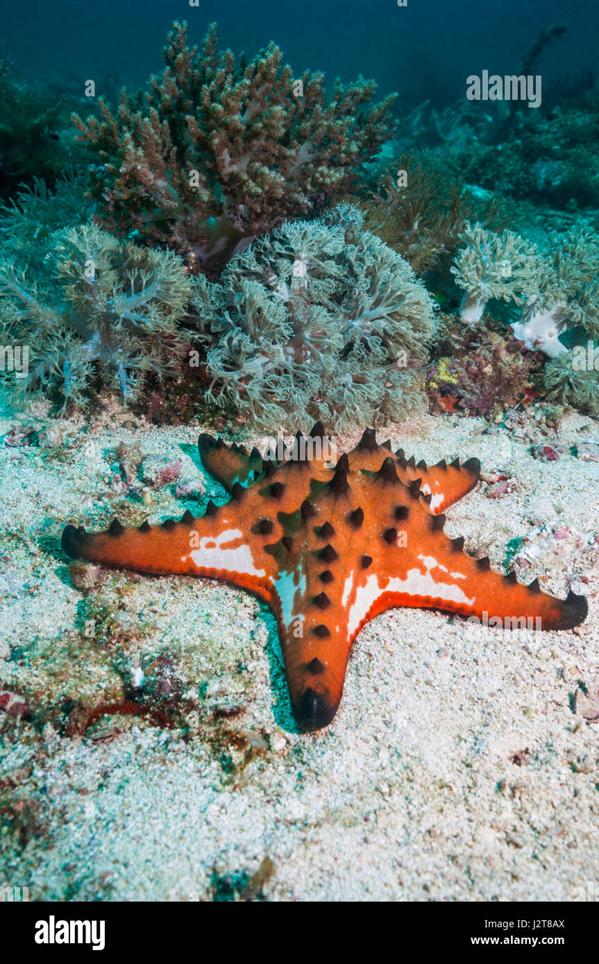 Chocolate chip starfish [Protoreaster nodosus].  Cebu, Malapascua Island, Philippines. Stock Photo