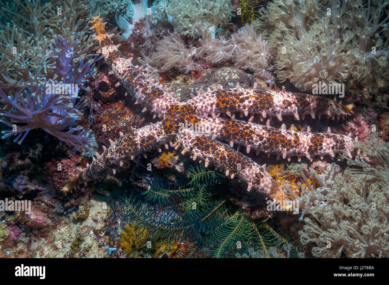 Starfish [Mithrodia clavigera].  Malapascua Island, Philippines. Stock Photo