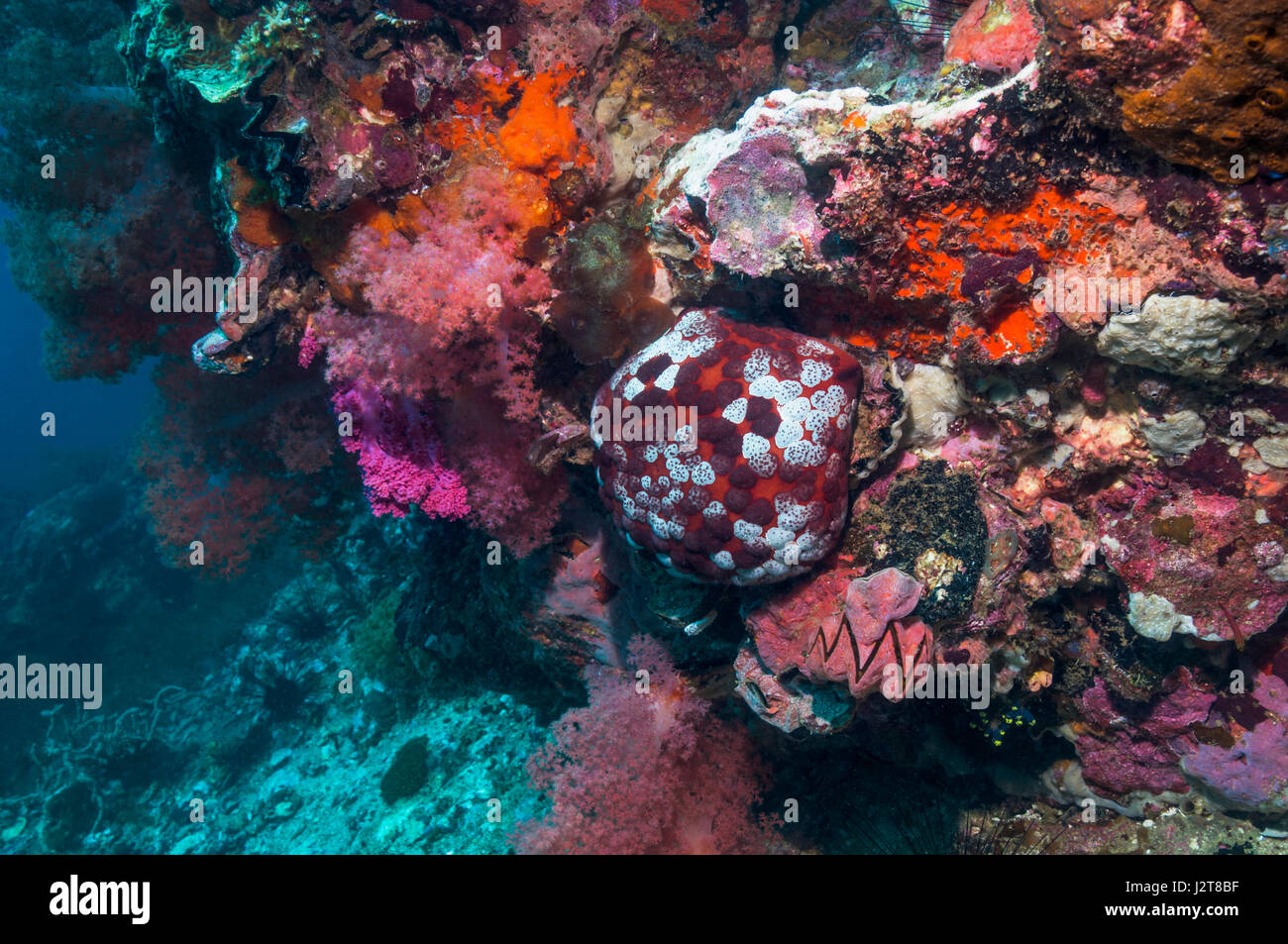 Pin cushion starfish [Culcita novaguineae] on coral reef.  Cebu, Malapascua Island, Philippines. Stock Photo